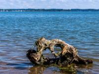 Angeschwemmte Baumwurzel am überfluteten Ufer
